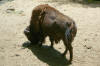 The American Bison