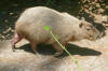 The Capybara is the world's largest rodent.