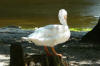 A Pelican's beak can hold more than its belly can.