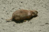 A prarie dog