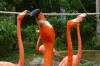 Flamingoes