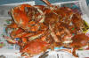 Blue_Crab