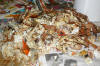 Crab_Mess