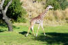 ReticulatedGiraffe