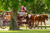 HorseCarriage