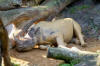 Rhino