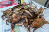 Crab