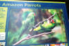 RainForest-Parrot