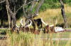 AnkoleWatusi