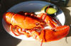 Lew_LH_Lobster