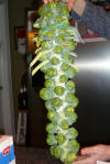 Brussel's Sprouts Stalk