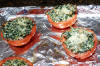 Tomatoes_Stuffed